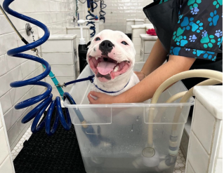 Groomer Standing and Washing Dog